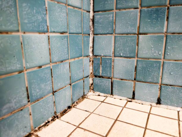 Trusted Groveport, OH Mold Removal Experts